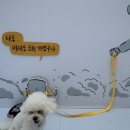 슈리네 이미지