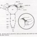 견봉쇄골관절(Acromioclavicular Joint) 이미지