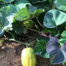 주빈농장 이미지