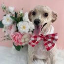 단비네 애견미용 이미지