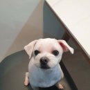 리틀마이펫 이미지