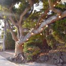 벨라유나 이미지