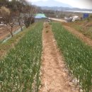 아로니아, 개암나무, 블랙커런트 나무 심기 작업 이미지