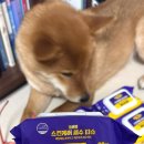 나라펫 | 다이소 강아지 용품 추천 물티슈 깨끗한나라 포포몽 펫티슈 후기