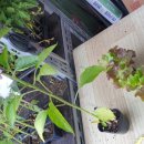 다이소 수원북문점 이미지