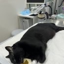 나아라 동물병원 이미지