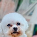 헬로몽 이미지