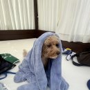 아이타올 | 극세사타올 추천! 네플 대형타올 후기, 물놀이 필수 비치타올 찾는다면