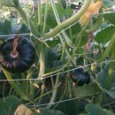 찬영농장 이미지