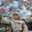 이안 | 경주 충효동 맛집 이안카츠 내돈내산 후기