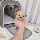 강아지분양 애견분양 꽃강아지 광진점 이미지