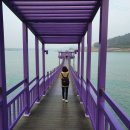 JJ성인PC | 보랏빛 향연 신안 퍼플섬/퍼플교, #가는법 #주차장 #입장료