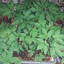 자래리농장 이미지