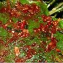 매화나무집 이미지