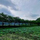 홍지주차장(광제산) 이미지