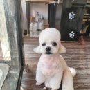 사월의 그루밍 이미지