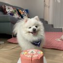 올바르개 이미지