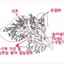 남수연화 | 노지감귤 영농정보(5~6월)