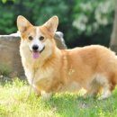 이모네 강아지 이미지