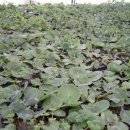 승지농장 이미지