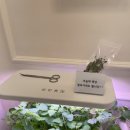 바하 고양이 병원 이미지