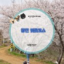 [일원2] 아크릴화 산책 | 당진 대형견 동반 벚꽃 코스 눈치 없이 걷는 봄 산책 루트