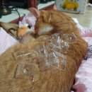 임은길-4 이미지