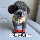 강아지옷 추천 아름블링 플라워 케이프 후기 고양이옷까지 가능