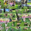 공감애견학교 이미지