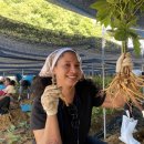 금산인삼 이미지