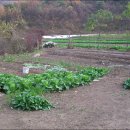 비봉여자 이미지