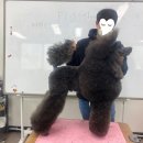 에이스애견미용학원 이미지