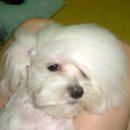 내머리어때 이미지