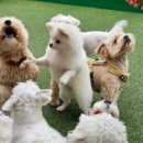 연희도그 이미지