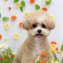 Grooming574 네이버블로그