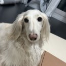 무더운여름 댕댕이도 시원하게 강아지쿨매트 펫조은자리 강아지방석