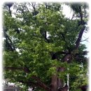 두동편백 이미지