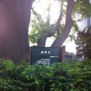 은행나무약국 이미지