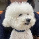 개랑놀아주는남자 이미지