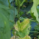 기담농장 이미지