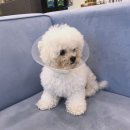 용인서현 동물병원 이미지