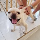 뽀도독 애견카페 이미지