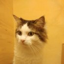 고양이 별 이미지