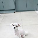 멍멍살롱 이미지