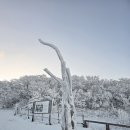 2025년 1월11일(토) 소백산(小白山, 1,439m) 원정산행 이미지