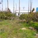 강정동-5 이미지