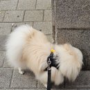 하비나 코지 이미지