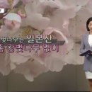 [더뉴스] 벚꽃 명소 벚나무는 일본산…"제주 왕벚나무 알려야" 이미지