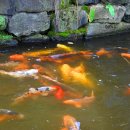 면천군자정 이미지