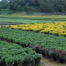 국화농장 이미지